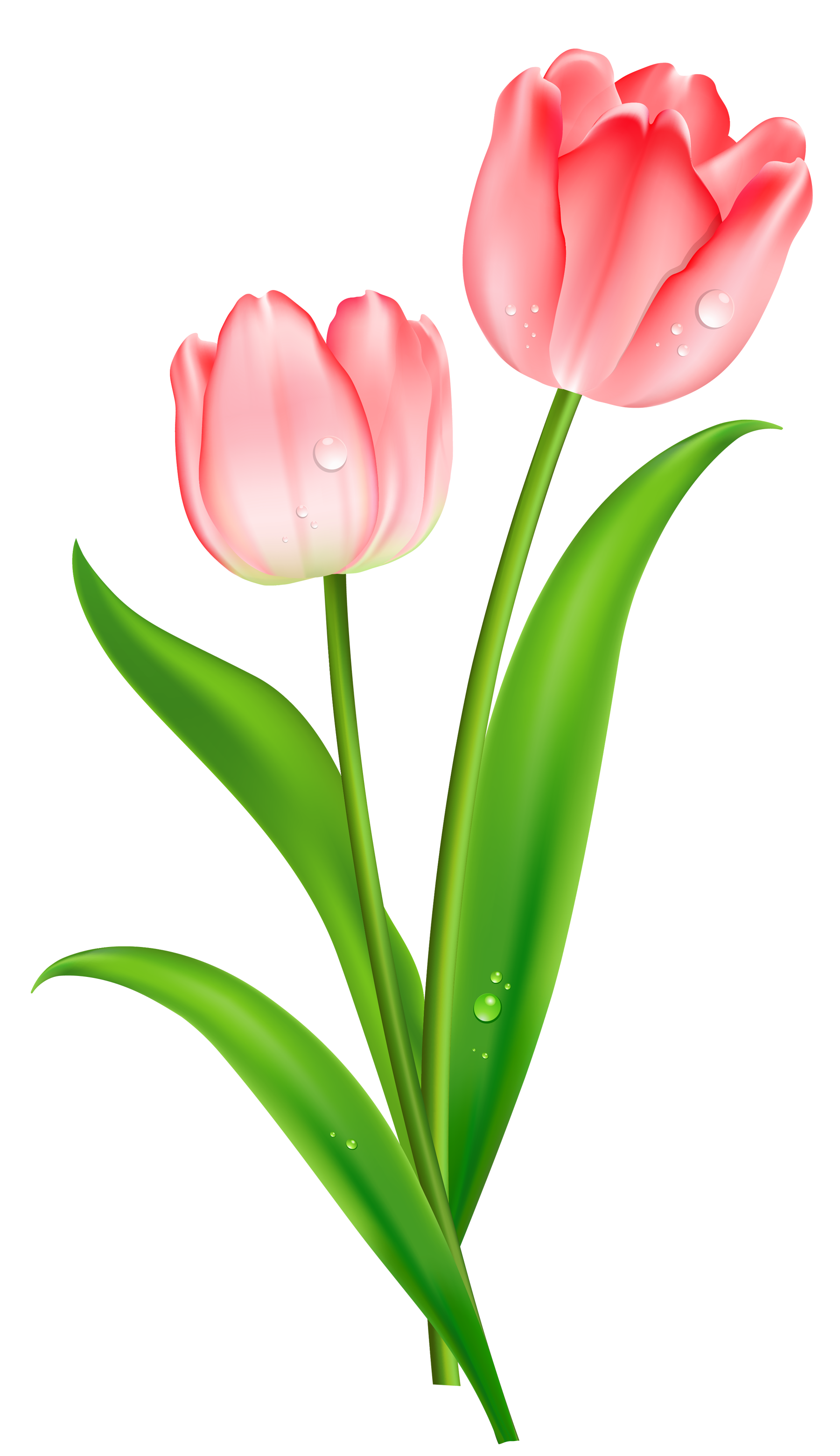 Outline clipart tulip. Png images free from