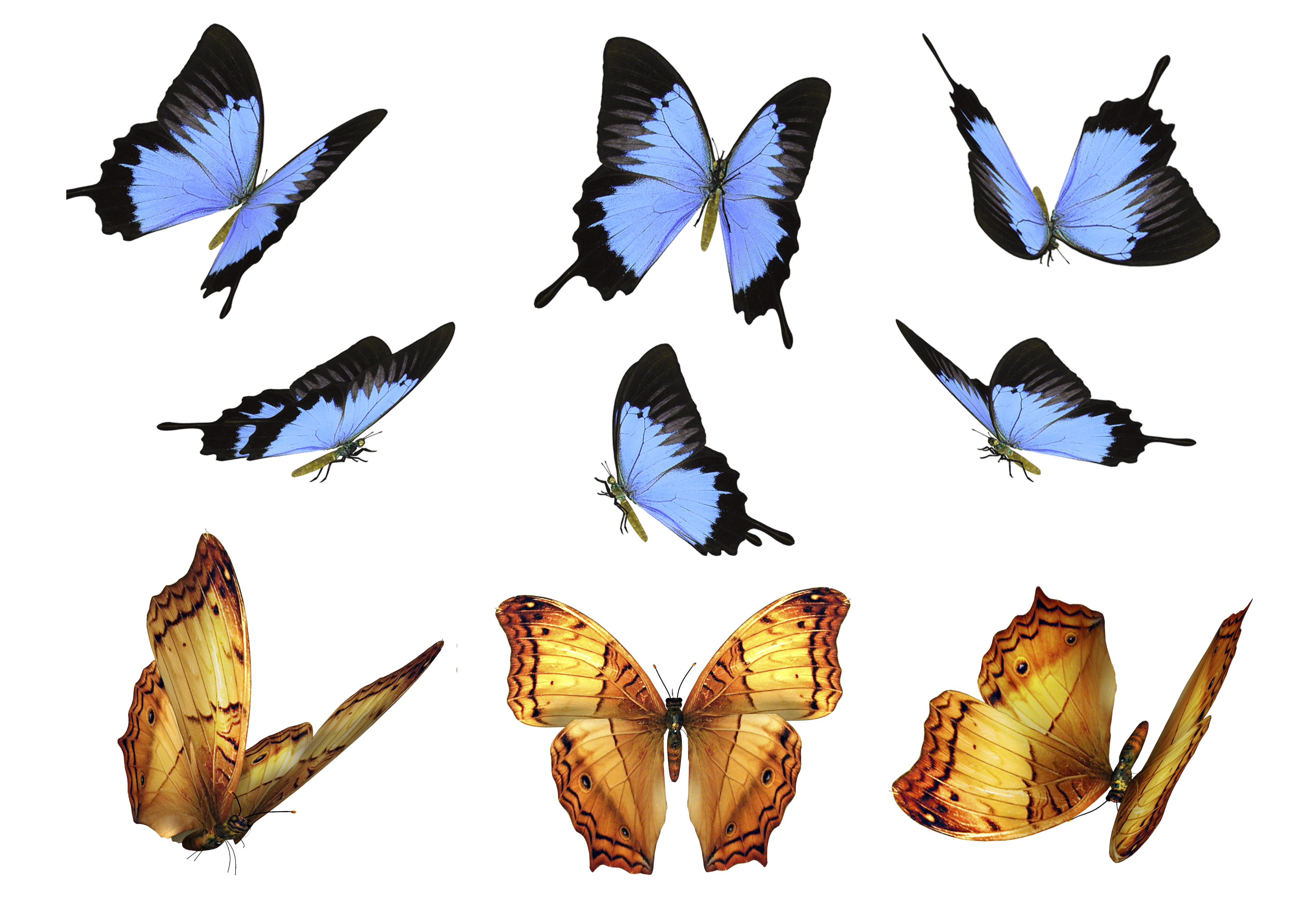 outside clipart butterfly