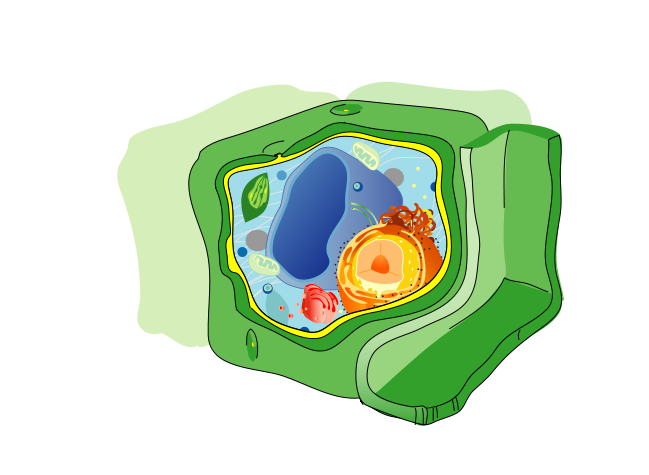 File plant cell structure. Planting clipart svg