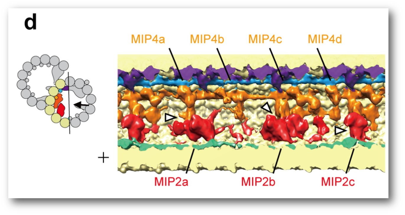 Gaining a better understanding. Outside clipart play structure