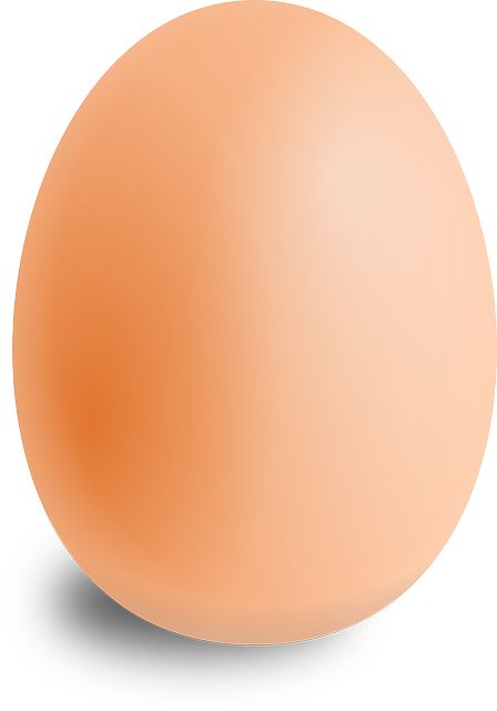 oval clipart oval egg