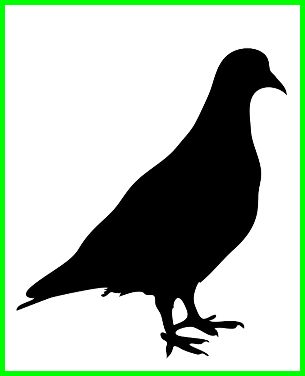 Stunning of pigeon png. Owls clipart silhouette