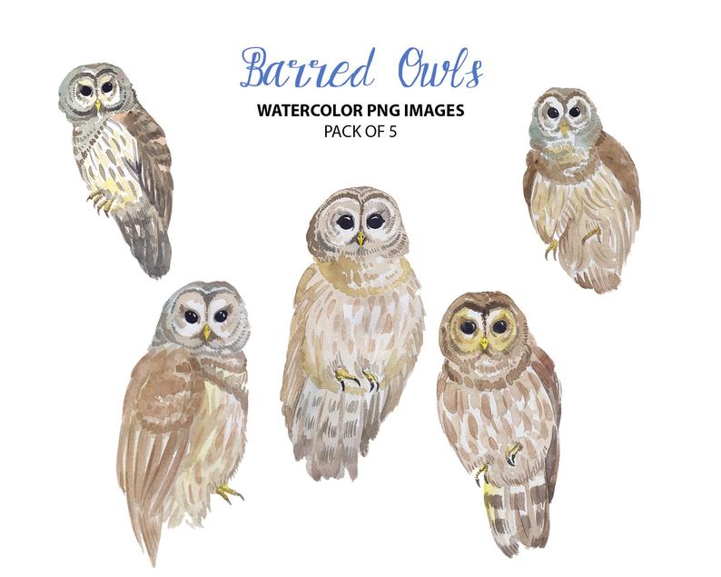 owl clipart watercolor