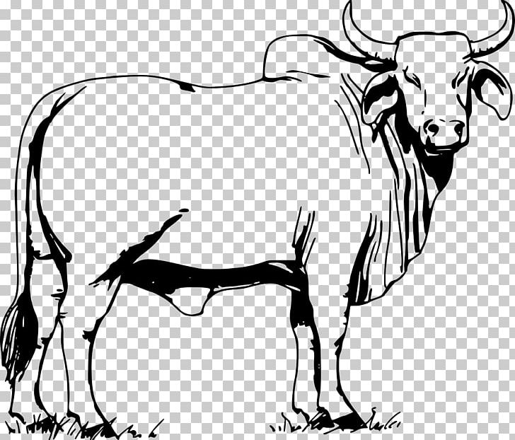 ox clipart brahma bull