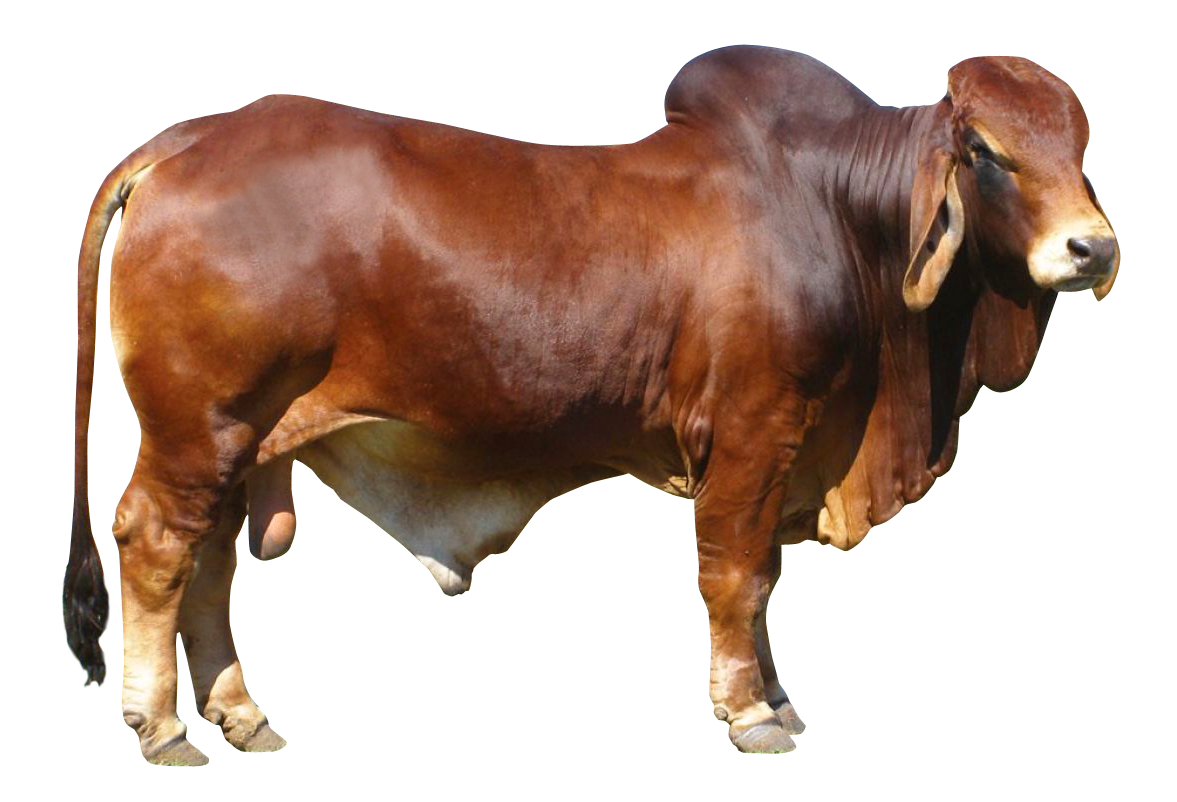 ox clipart bull
