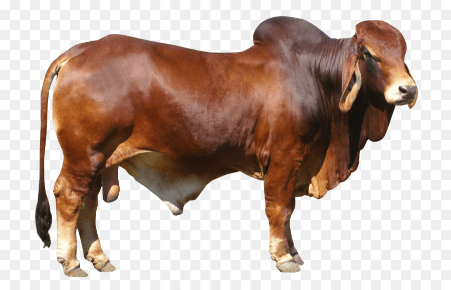Png cattle . Ox clipart bull