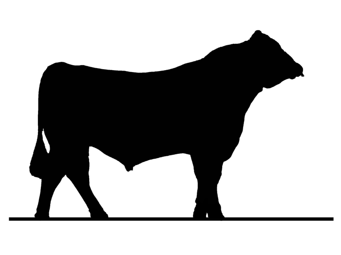 Ox clipart cow herd, Picture #1805251 ox clipart cow herd