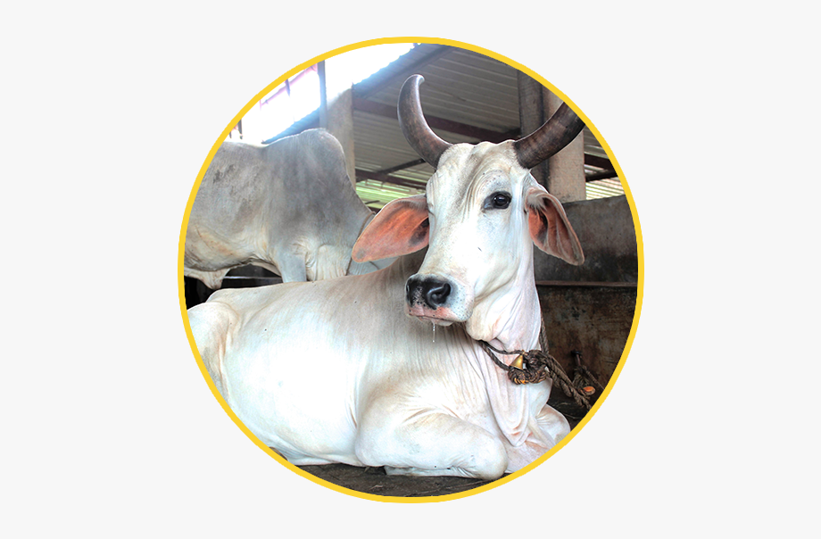 Indian cows png free. Ox clipart cow shelter