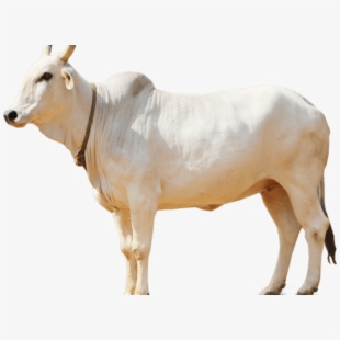 Indian cows png free. Ox clipart cow shelter