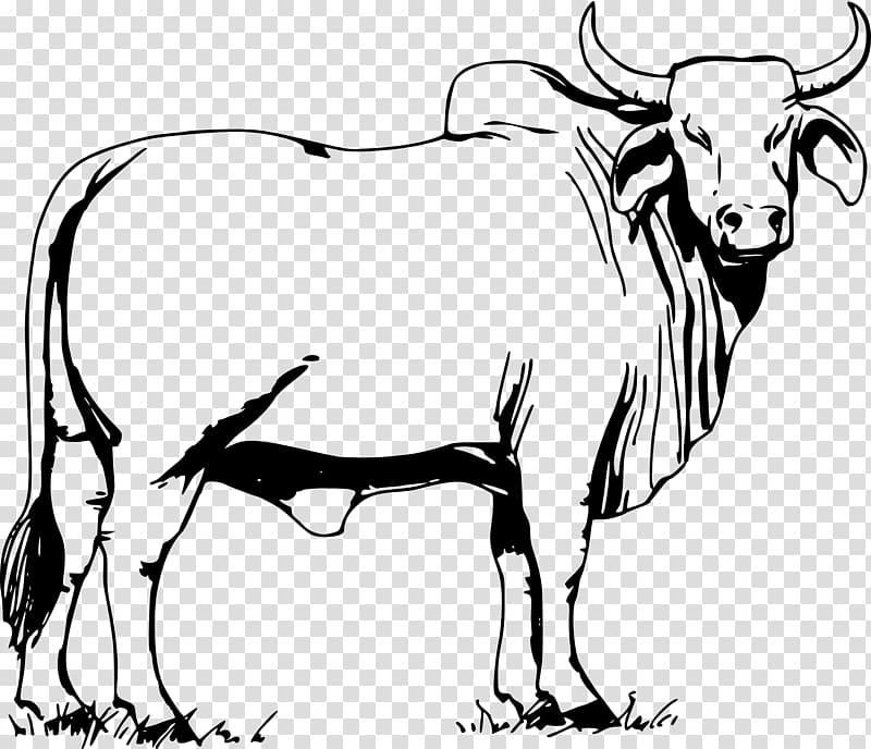 ox clipart drawing