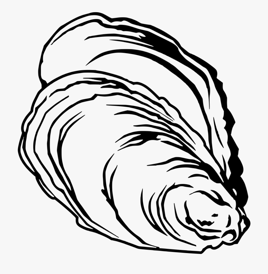 clam clipart sketch