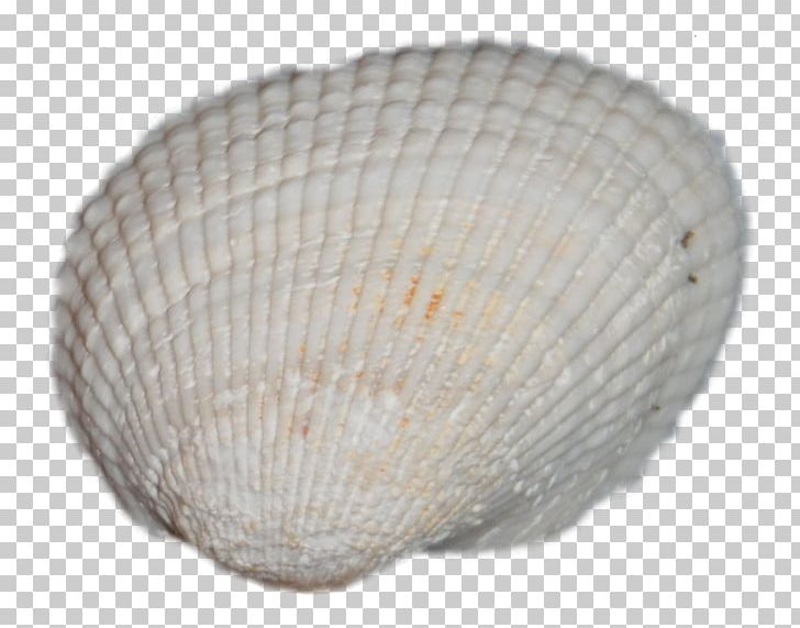 Oyster clipart cockle. Clam mussel seashell png