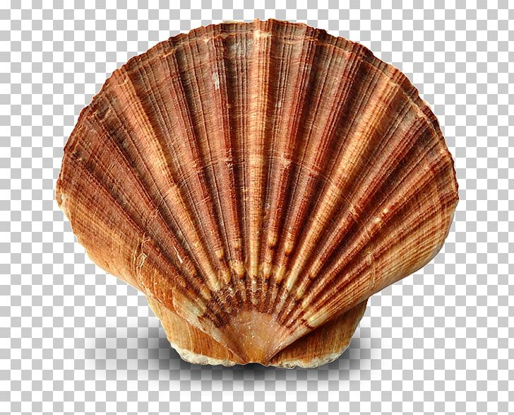 oyster clipart cockle