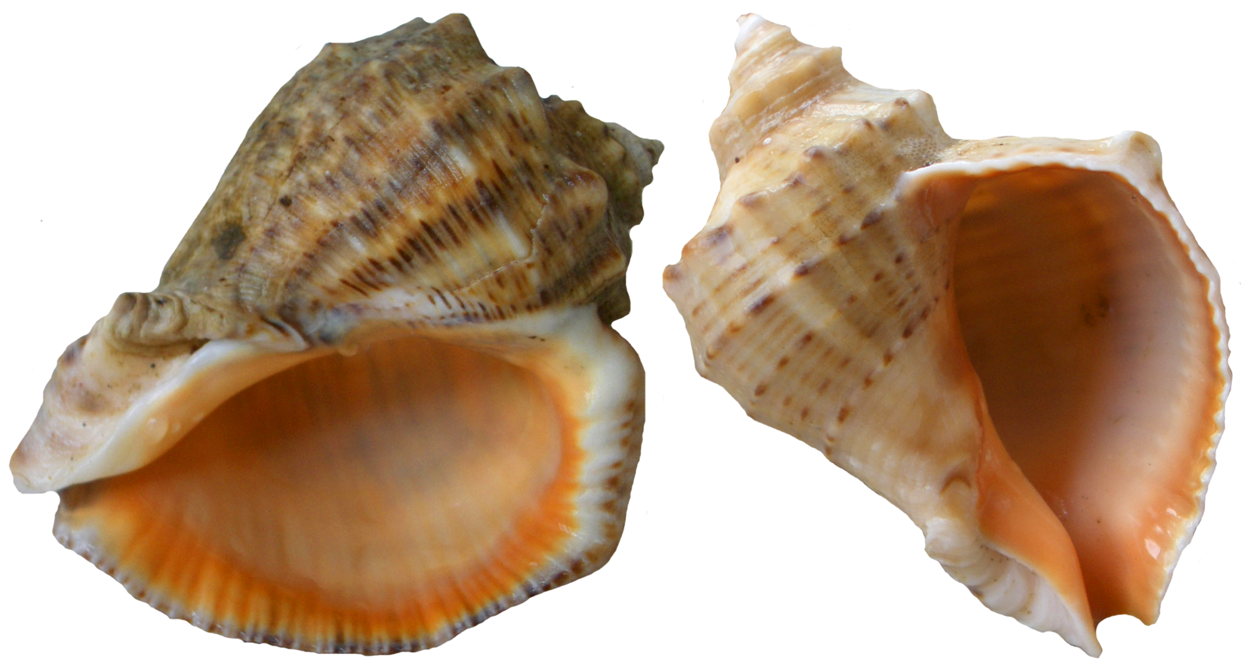 oyster clipart cockle