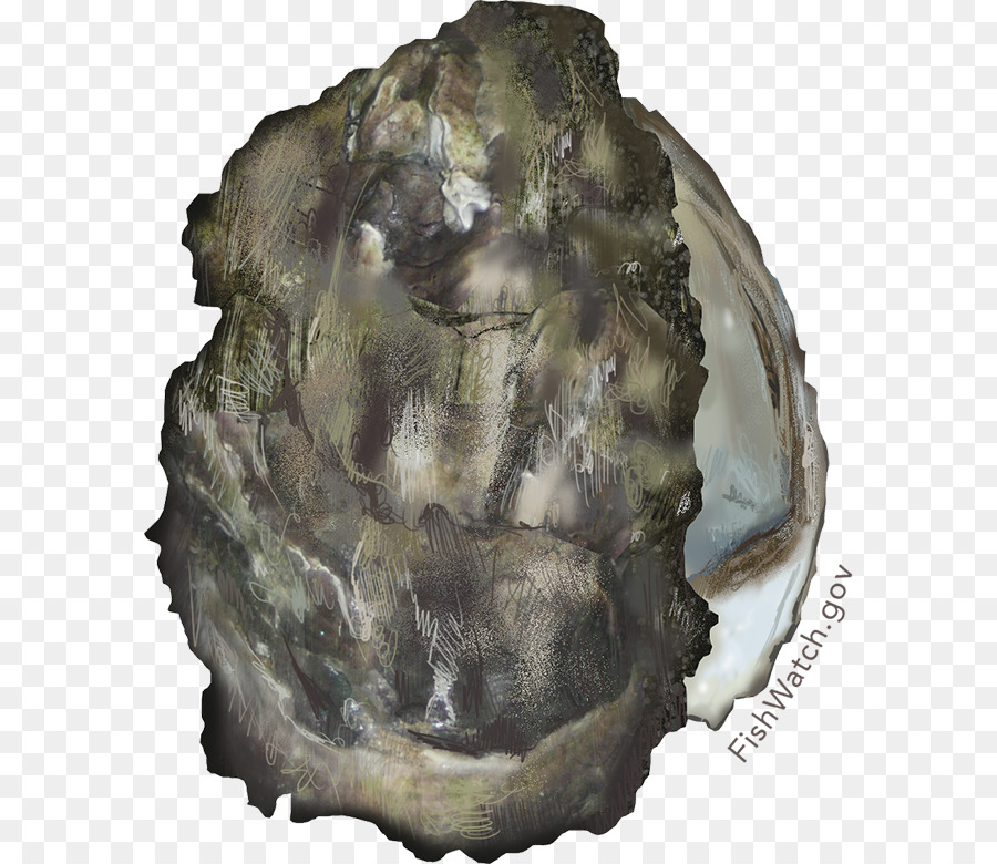 oyster clipart fossil shell