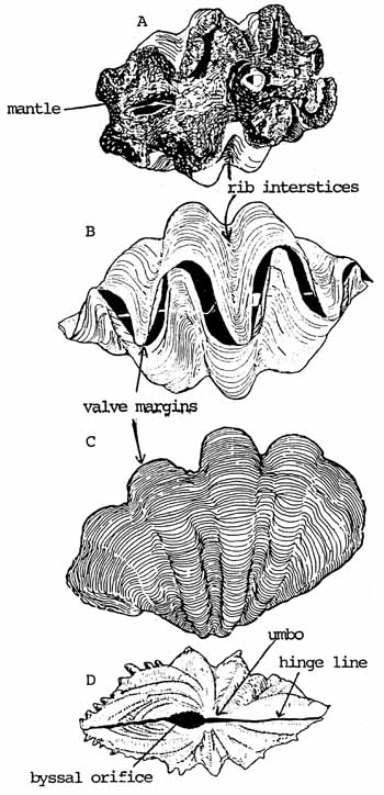 oyster clipart giant clam