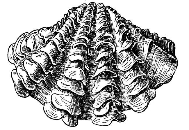 oyster clipart giant clam