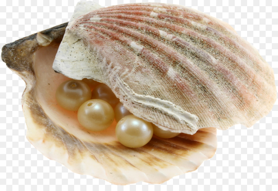 Background seashell clam transparent. Pearl clipart pearl diving
