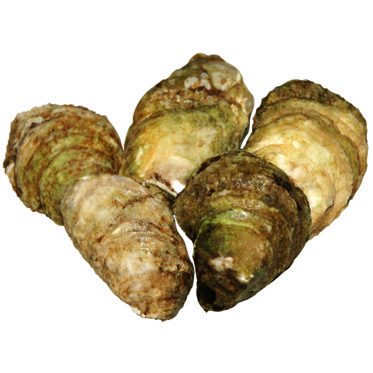oyster clipart shellfish