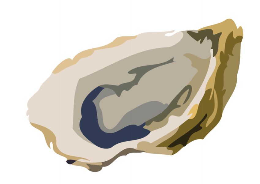 oyster clipart shellfish food