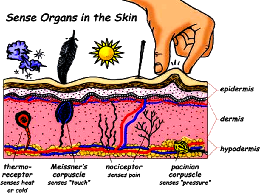 Evolution of nervous system. Pain clipart touch senses