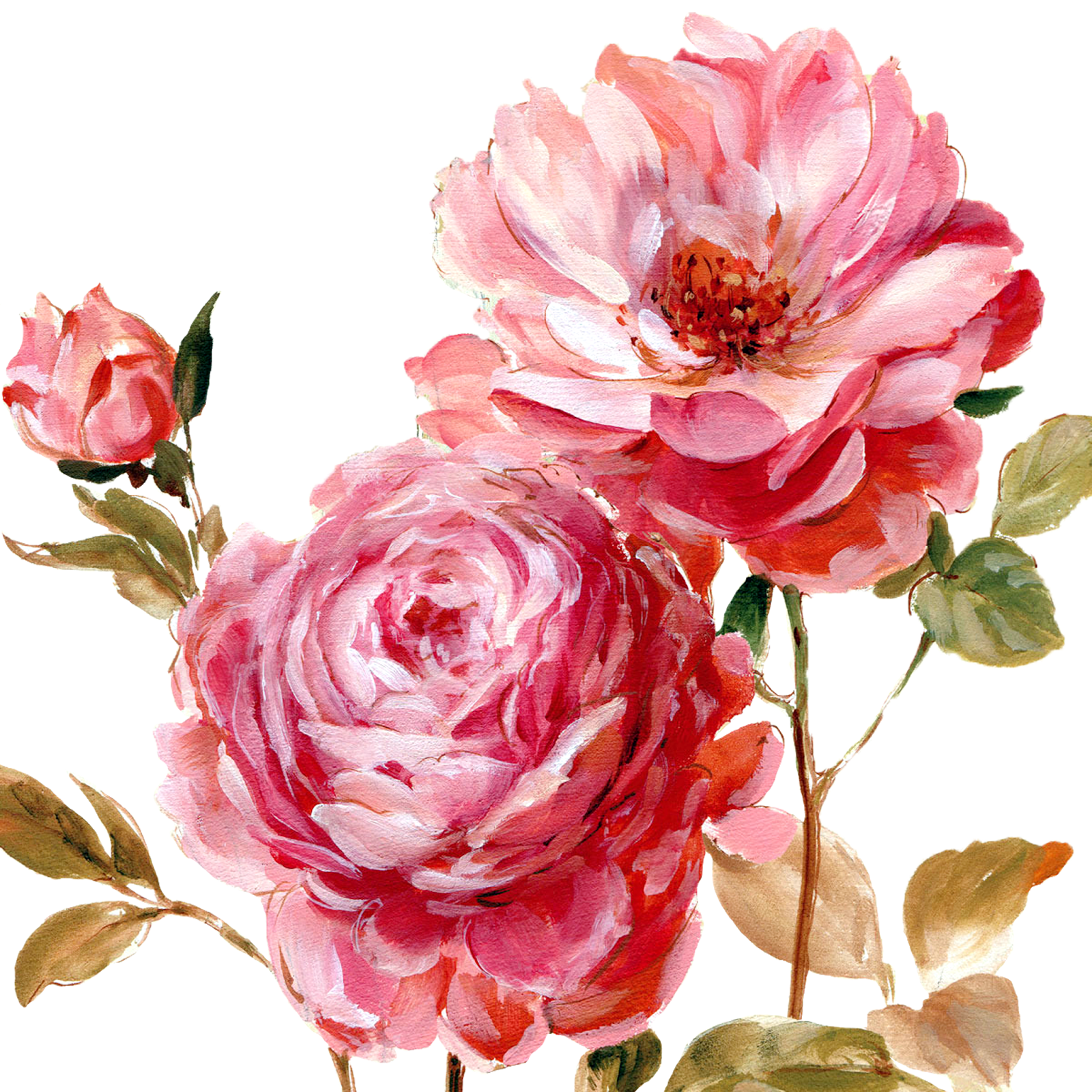 peony clipart painted