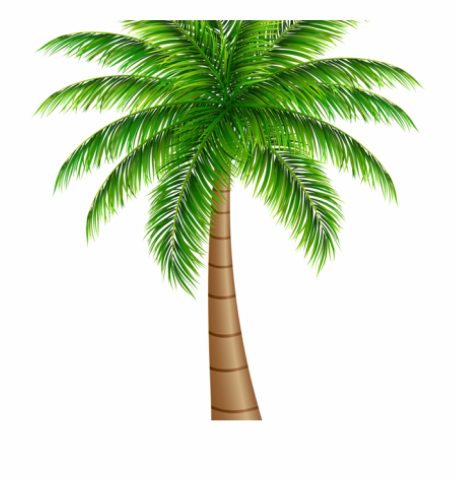 Coconut clipart single. Palm tree large png
