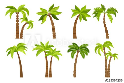palm clipart adobe illustrator