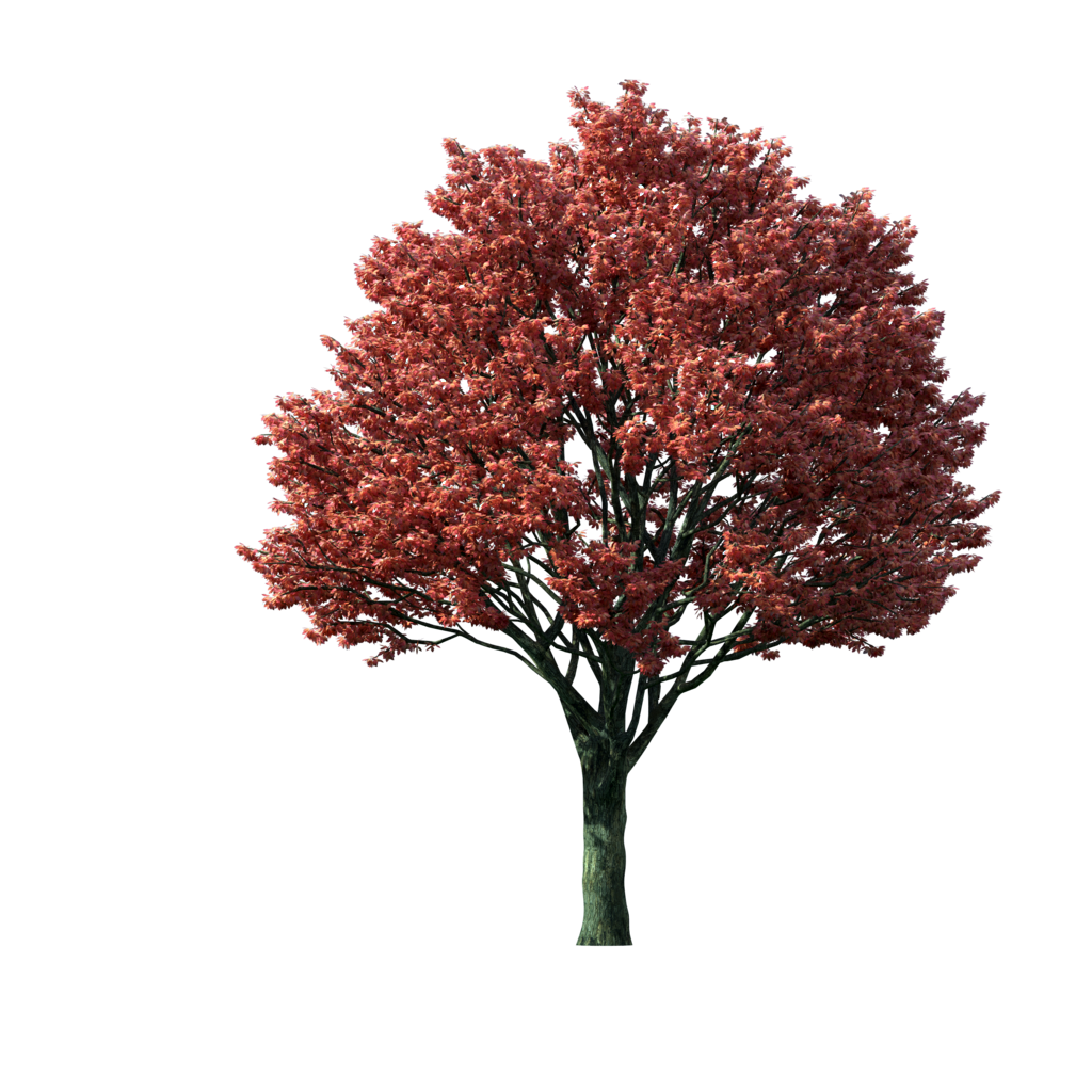 Planting clipart short tree. Flaming autumn maple png