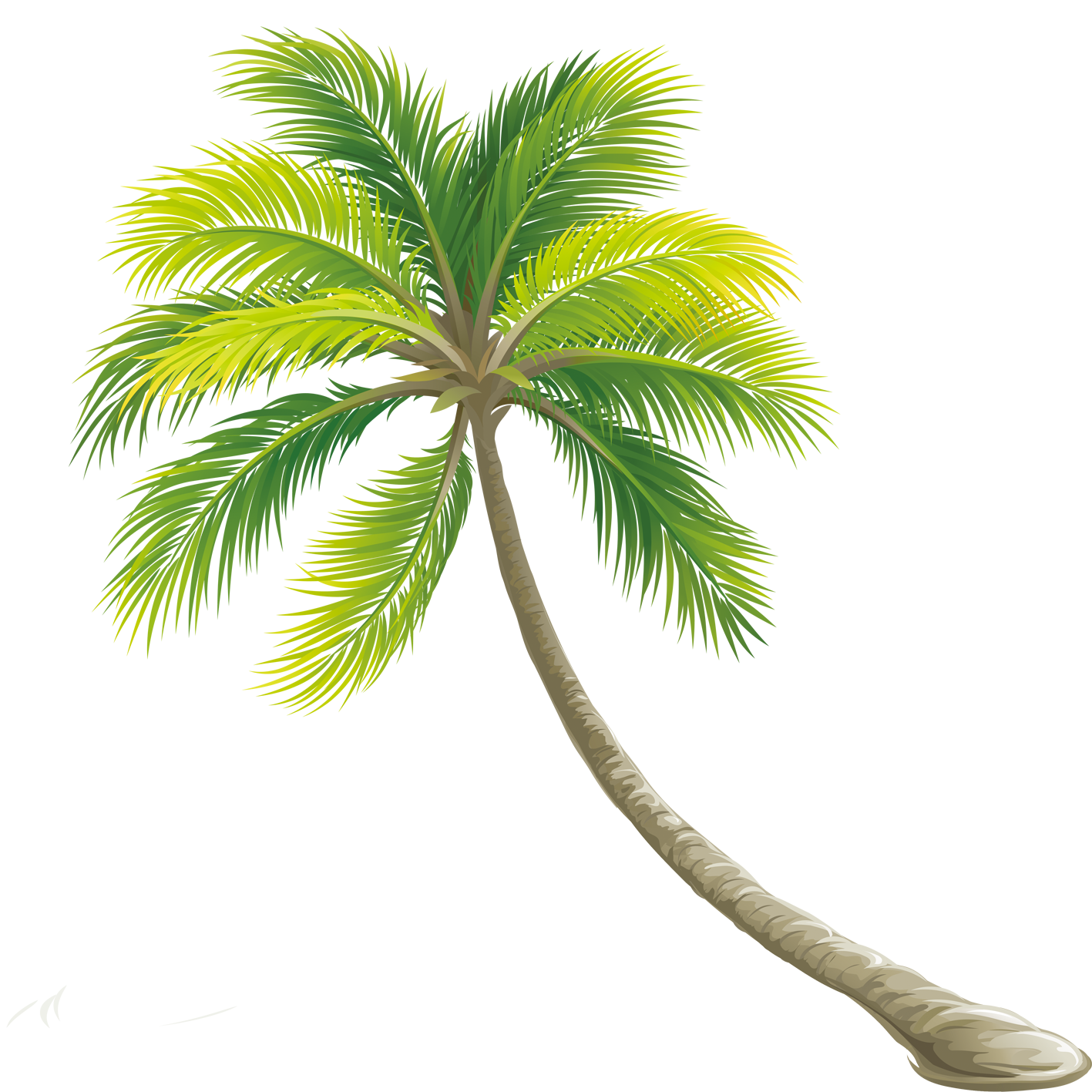 palm clipart color