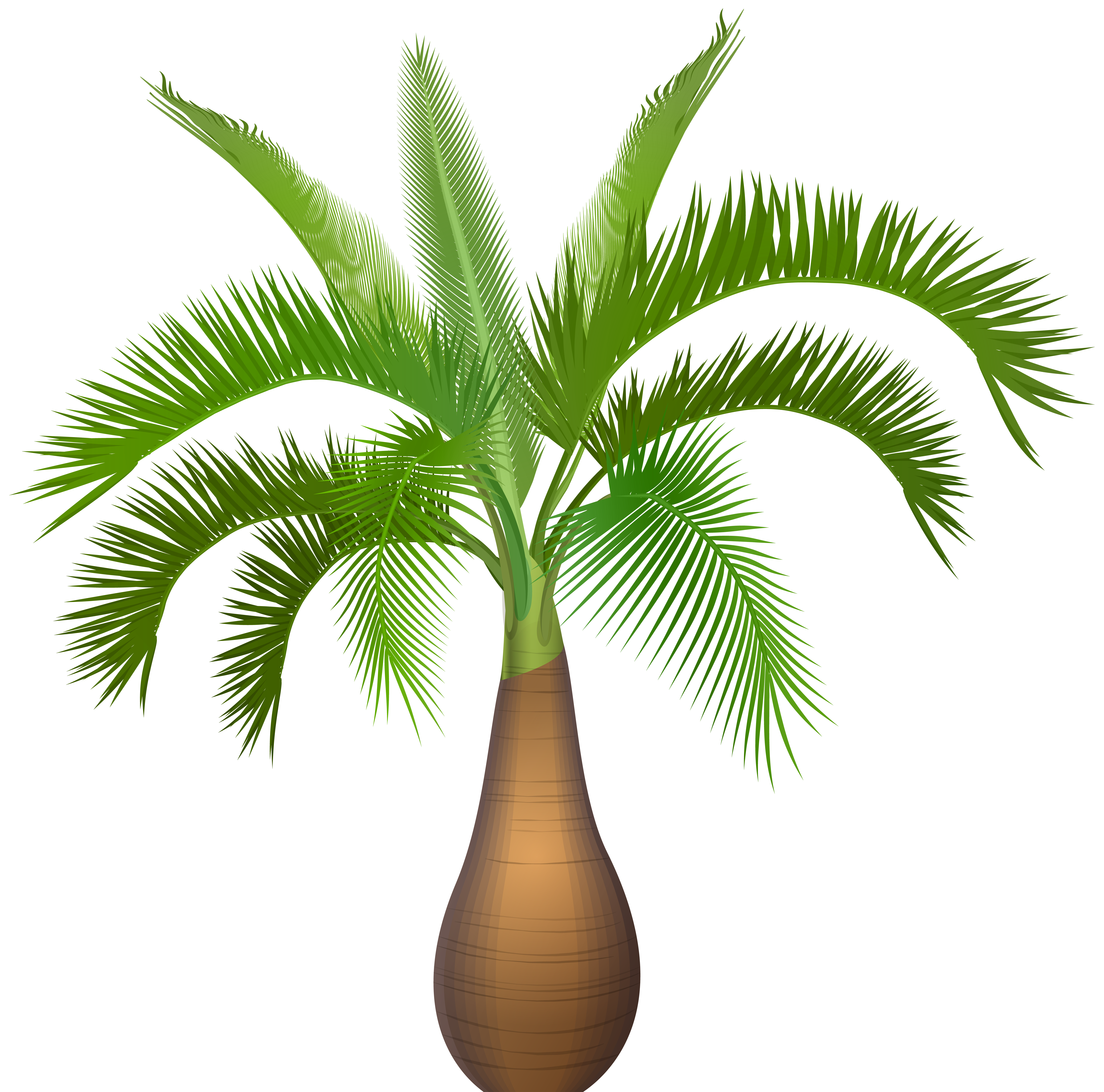 palm clipart cool