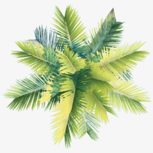 palm clipart curved