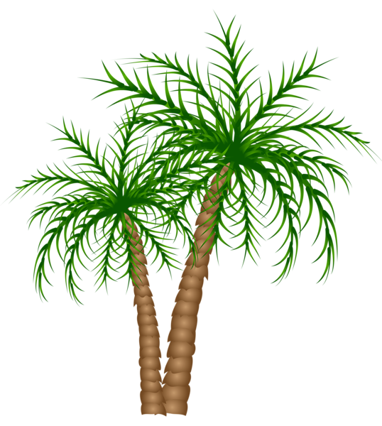 palm clipart cute