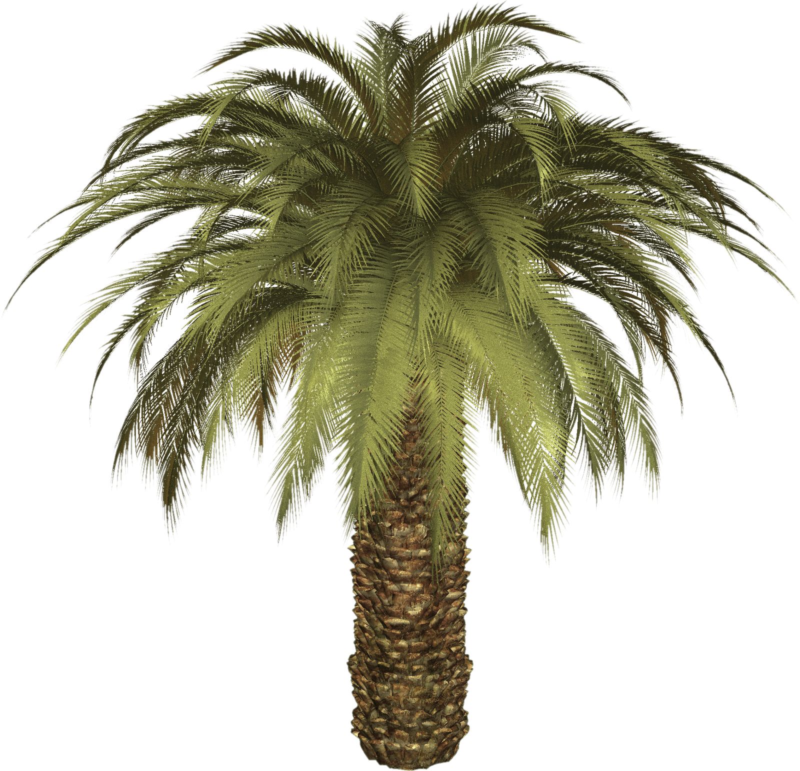 Palm date tree