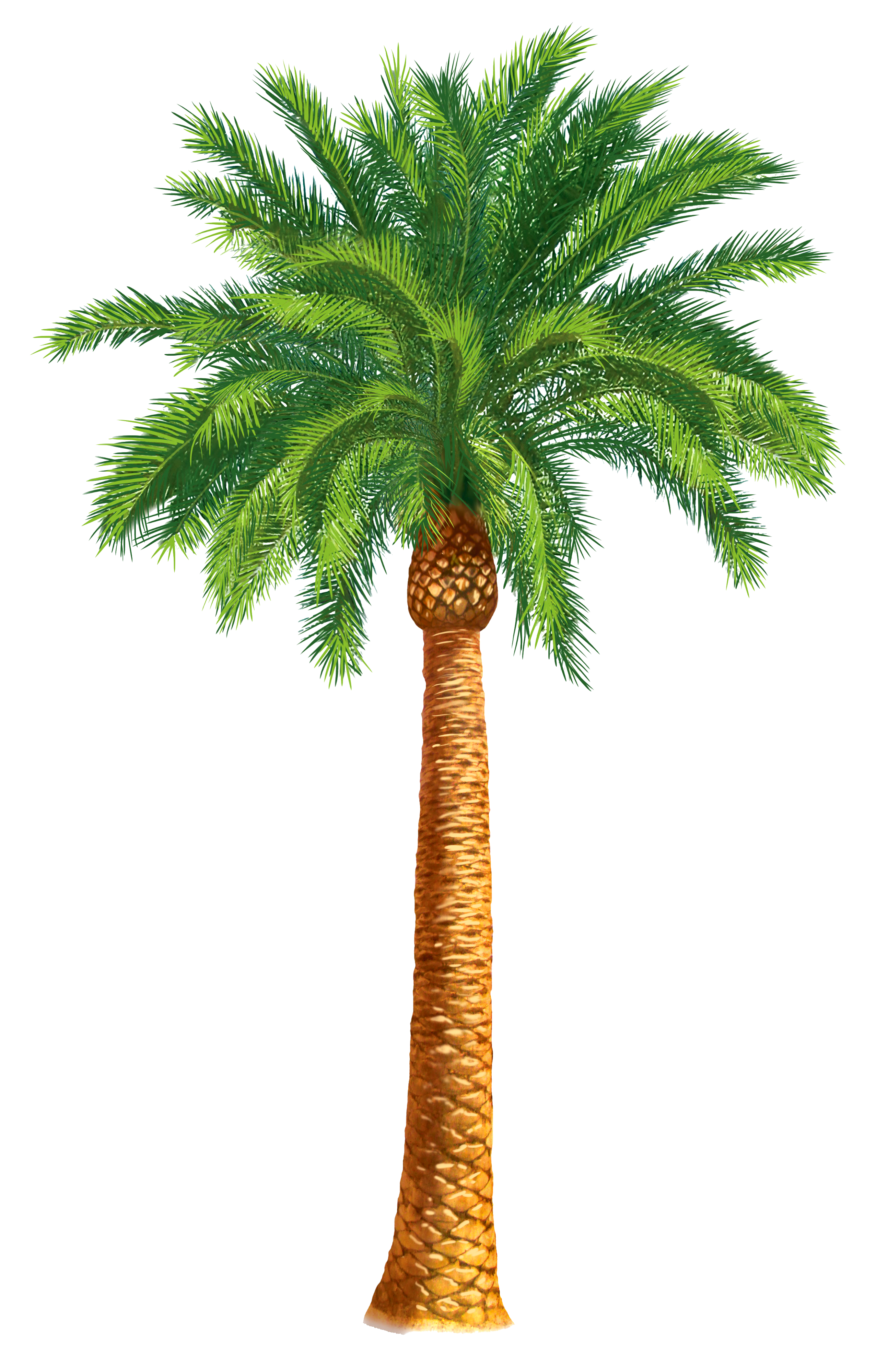 Download All Photo Png Clipart Date Palm Tree Cartoon Transparent Png ...