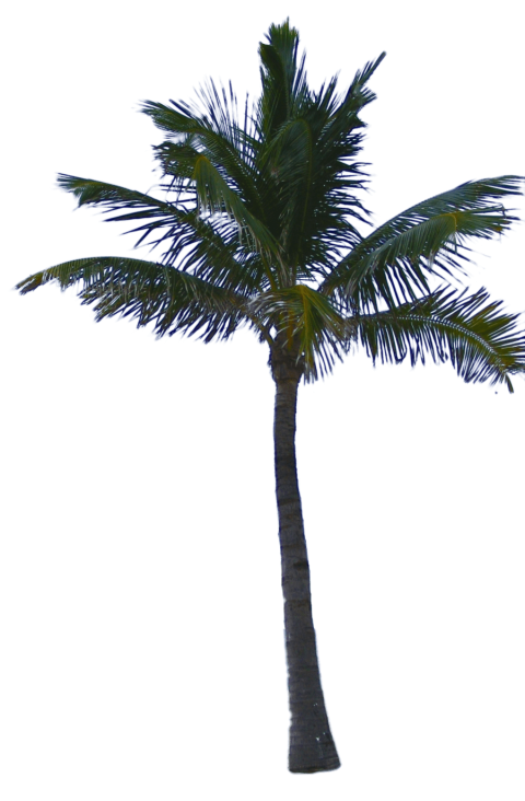 palm clipart fan palm