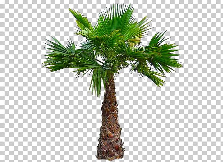 palm clipart fan palm