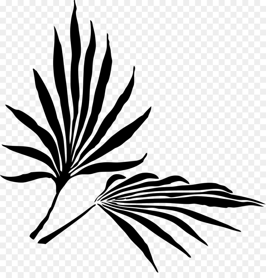 Black and white flower. Palm clipart frawn