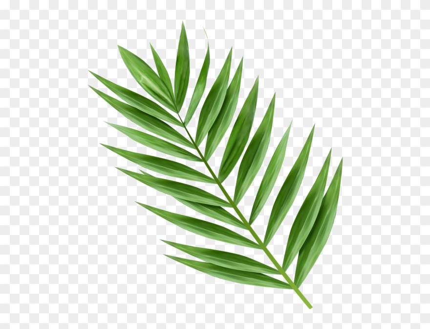 palm clipart hosanna in high