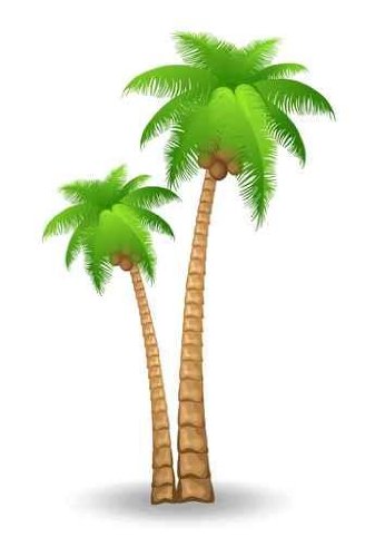 palm clipart jpeg
