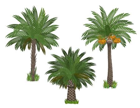 palm clipart khajoor palm khajoor transparent free for download on webstockreview 2020 palm clipart khajoor palm khajoor