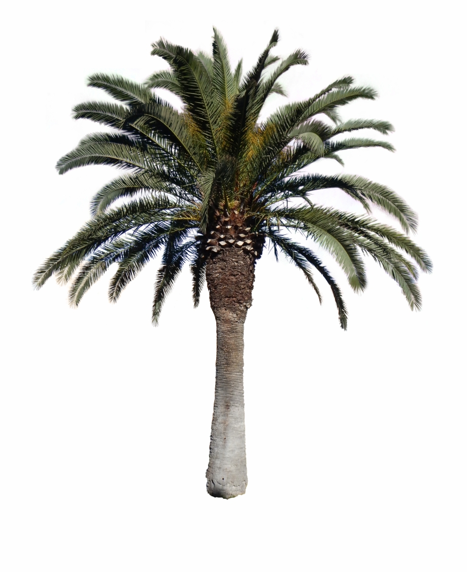 Palm clipart khajoor, Palm khajoor Transparent FREE for download on