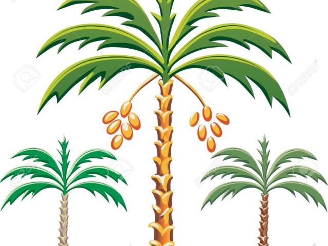 Palm clipart khajur tree, Palm khajur tree Transparent FREE for