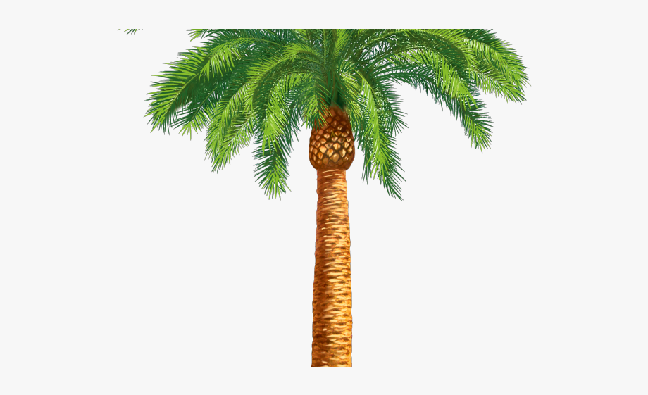 Palm clipart khajur tree, Palm khajur tree Transparent FREE for