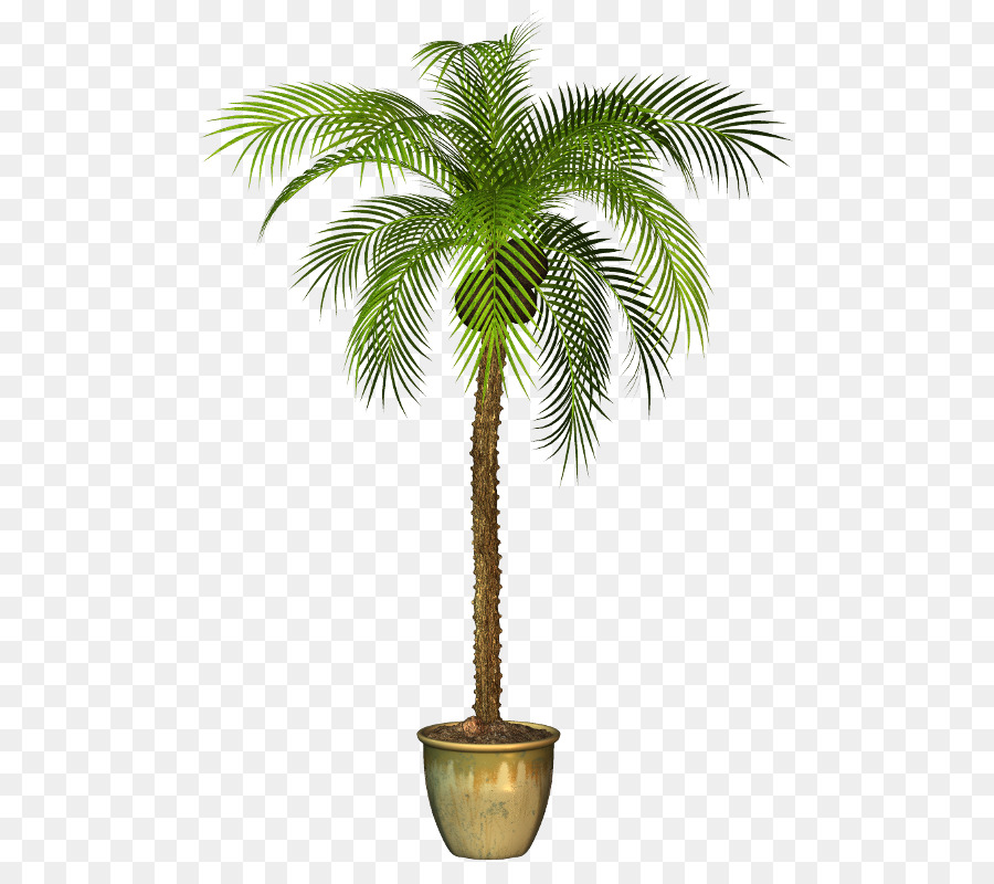 Palm clipart pal. Tree background plants flower