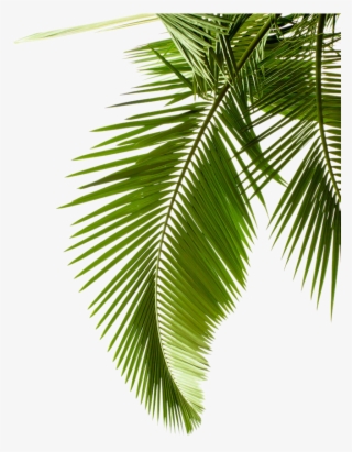 Palm clipart palm frond. Leaf png transparent image