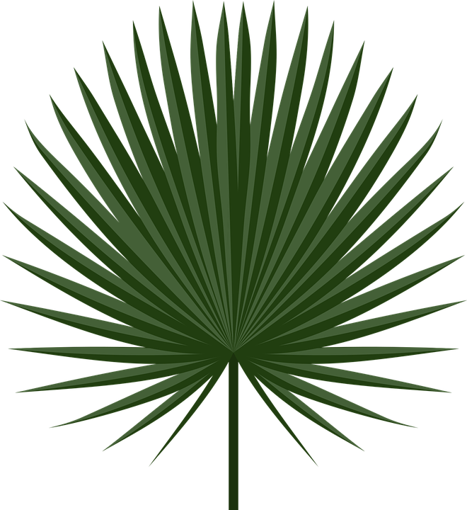 Image result for cabbage. Palm clipart palm frond