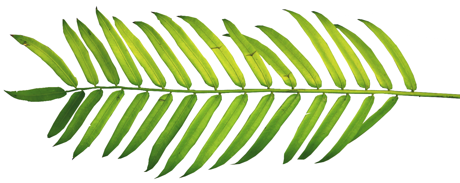 Leaf full png x. Palm clipart palm frond