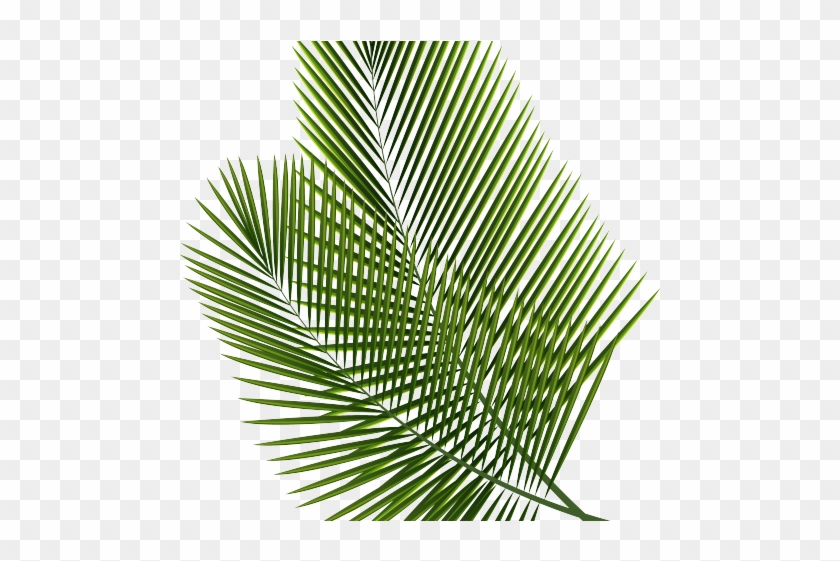 Palm clipart palm frond. Tropical leaf png transparent
