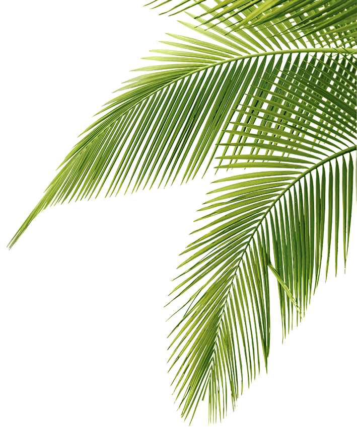 Tree png transparent images. Palm clipart palm frond